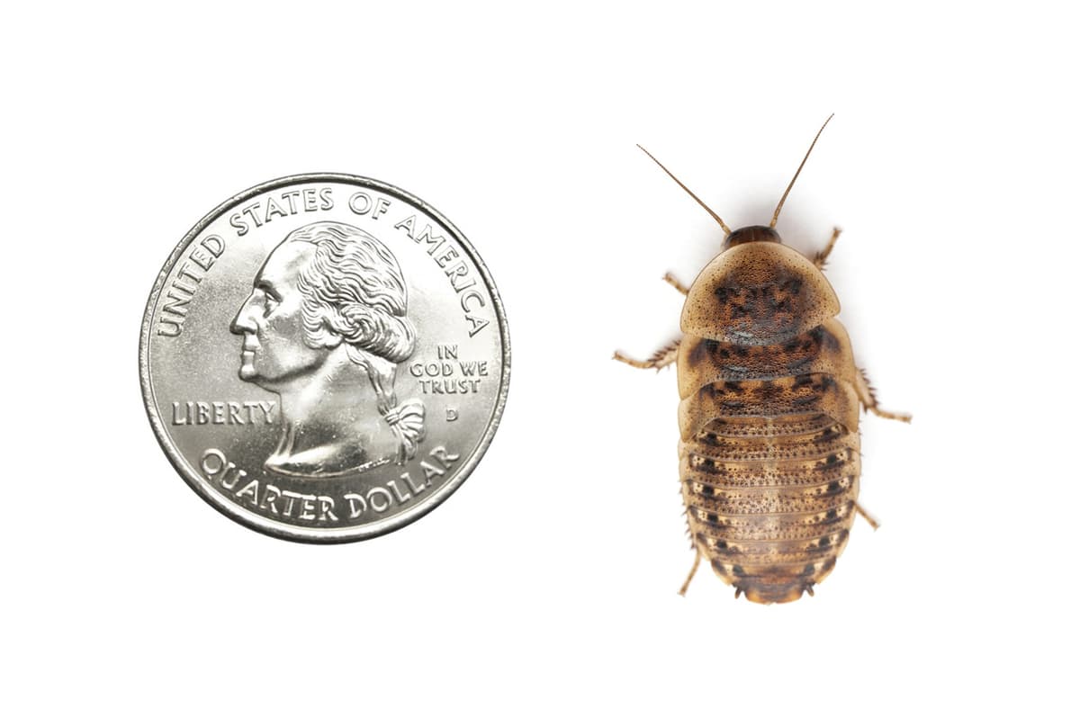 200 Live Large Dubia Roaches | Live Arrival is Guaranteed | Shipped in Cloth Bags